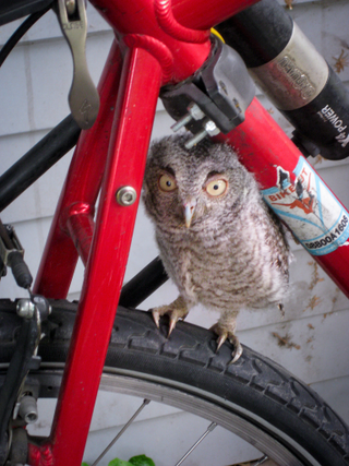 Illustration for article titled Owl on bike gallery